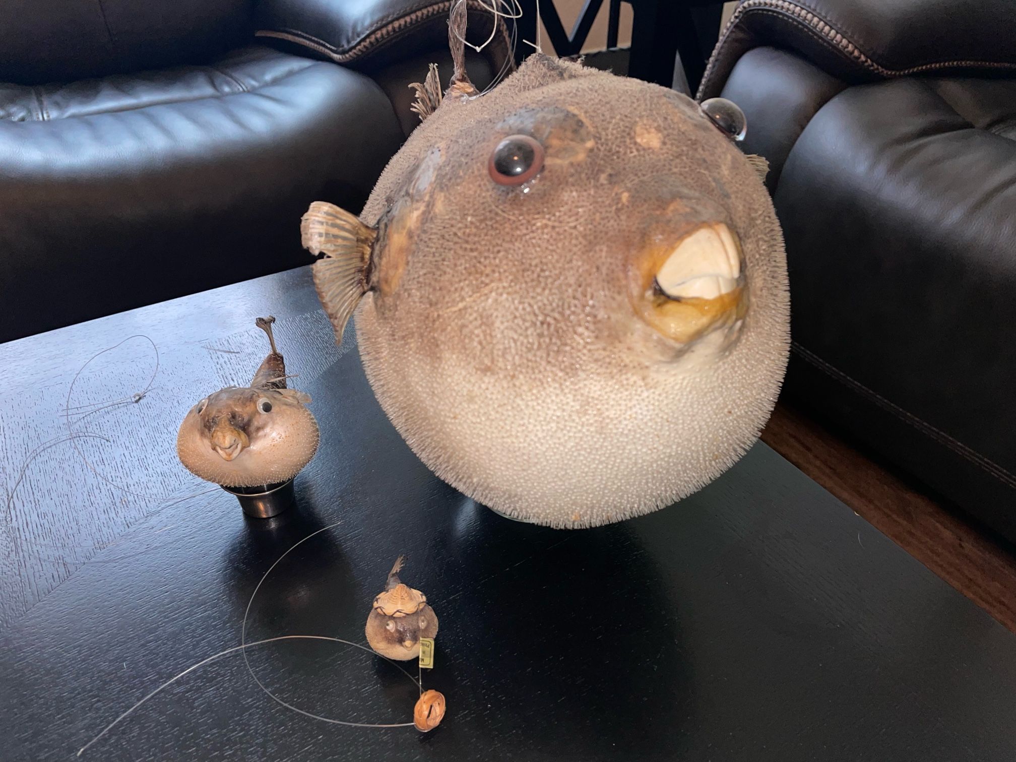 Set of three Vintage/Antique Hanging Taxidermy Puffer Fish