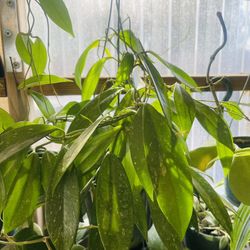 Hoya Pubicalyx Plants