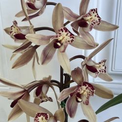 Cymbidium Orchid Plant In Bloom
