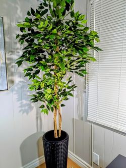 5ft FICUS 🌳 TREE w/ PLANTER BASE