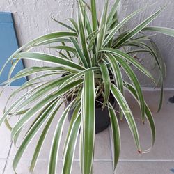 Chlorophytum comosum Plant, Spider Plant 