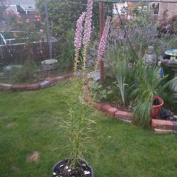 Blazing Star Plants