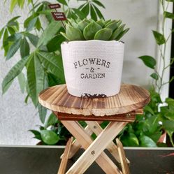 Succulent Pot