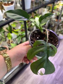 Monstera Minima