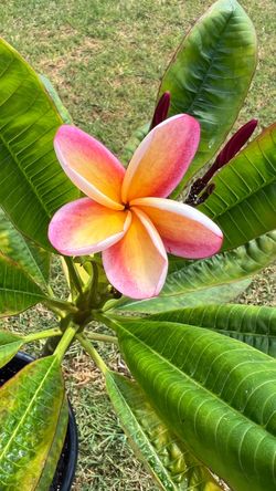 Potted 2’ tall rooted Rainbow Plumeria