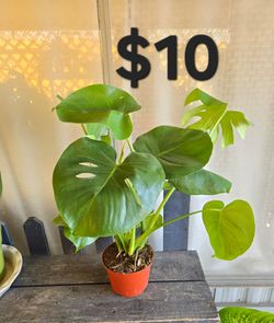 Monstera
