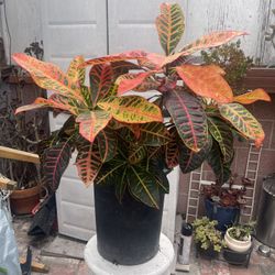 Croton potted Plant