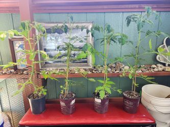 Organic cherry tomatoe plants