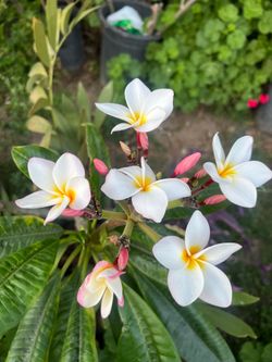 Plumaria and purple heart plant