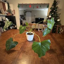 Live Philodendron Plant