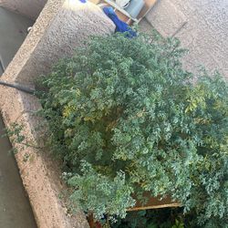 Rue branches for planting or seeds are for sale.