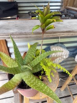 Variety plants in pot