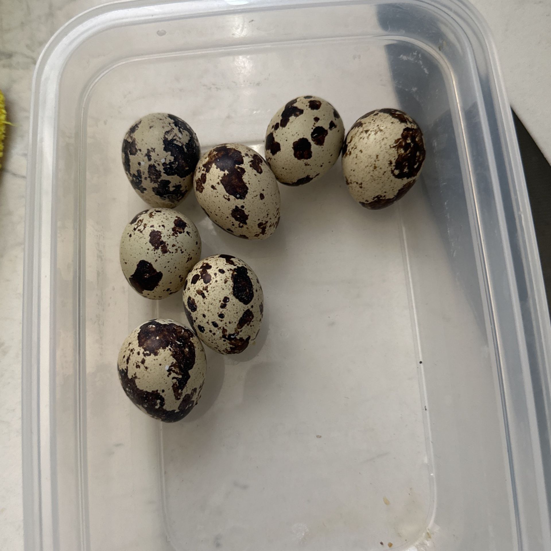 Quail Eggs 