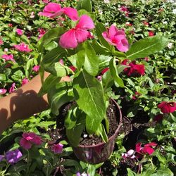 Plantas De Temporada 