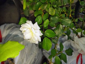 Propagated Backyard Plant Sale – $1 Clearout Starts (Pothos, Strawberry, Mint, Herbs) Flower Bulbs & Potted Roses & More!!!