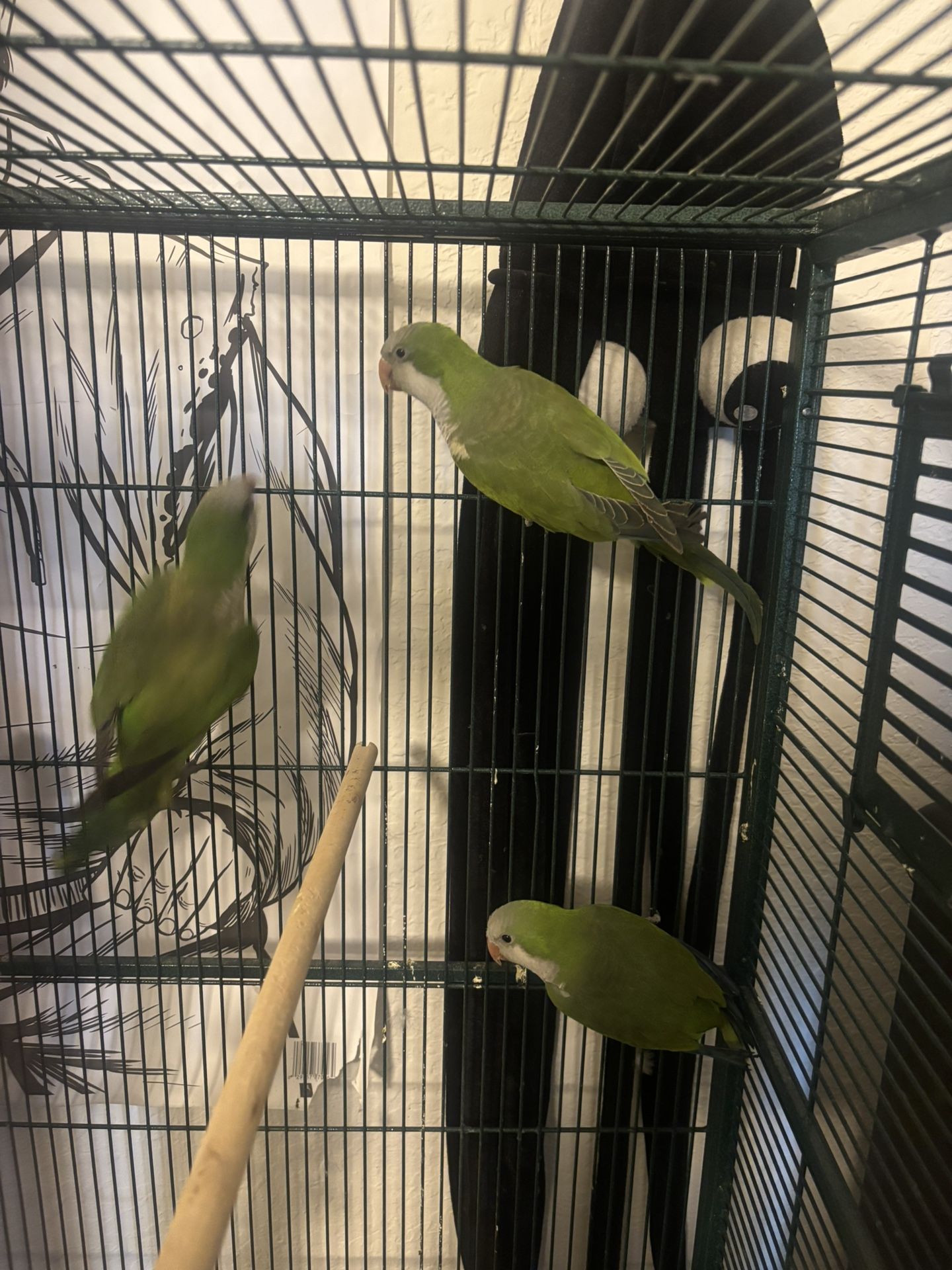 Bird Cages