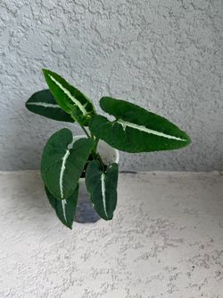 Syngonium  wendlandii  plant