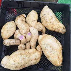 Okinawa sweet potato plants