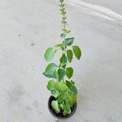 Holi Basil 