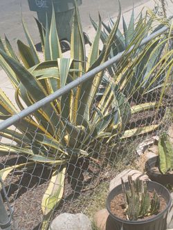 American agave little ones only