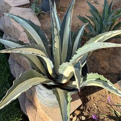 Americana Agave Plant