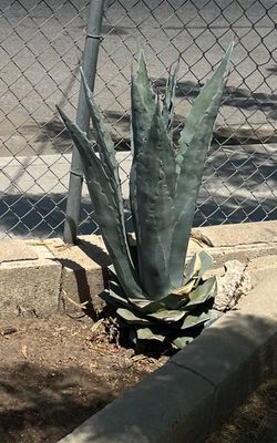 Medium Agave Plants