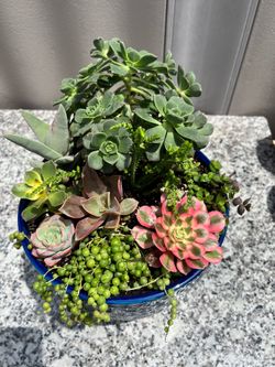 Succulent arrangement, arreglo de suculentas