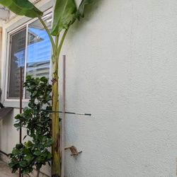 Blue Java Banana 8ft