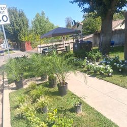 Plants And Flowers Sale! Dakota And Brawley!