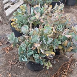 Kalanchoe