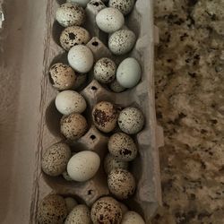Quail Dozen 