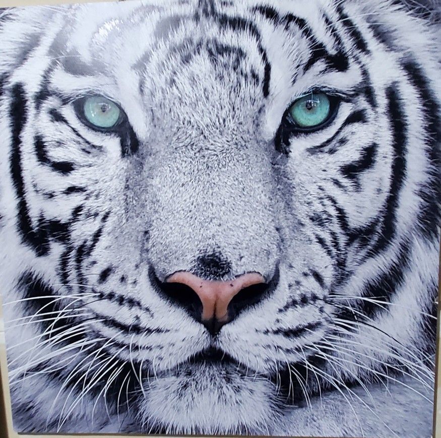 4' X 4' Foamboard Mounted Tiger Print