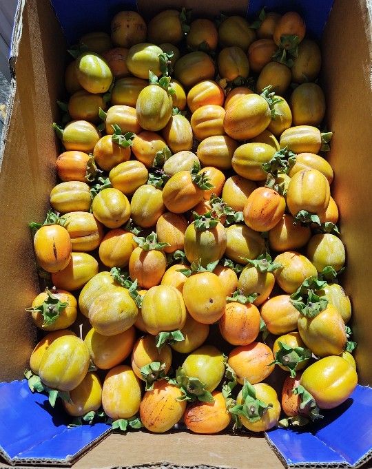 Saijo persimmons $10 a Bag 30 In a bag