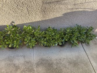 Succulent Plants