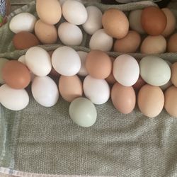 eggs for eating and chiks