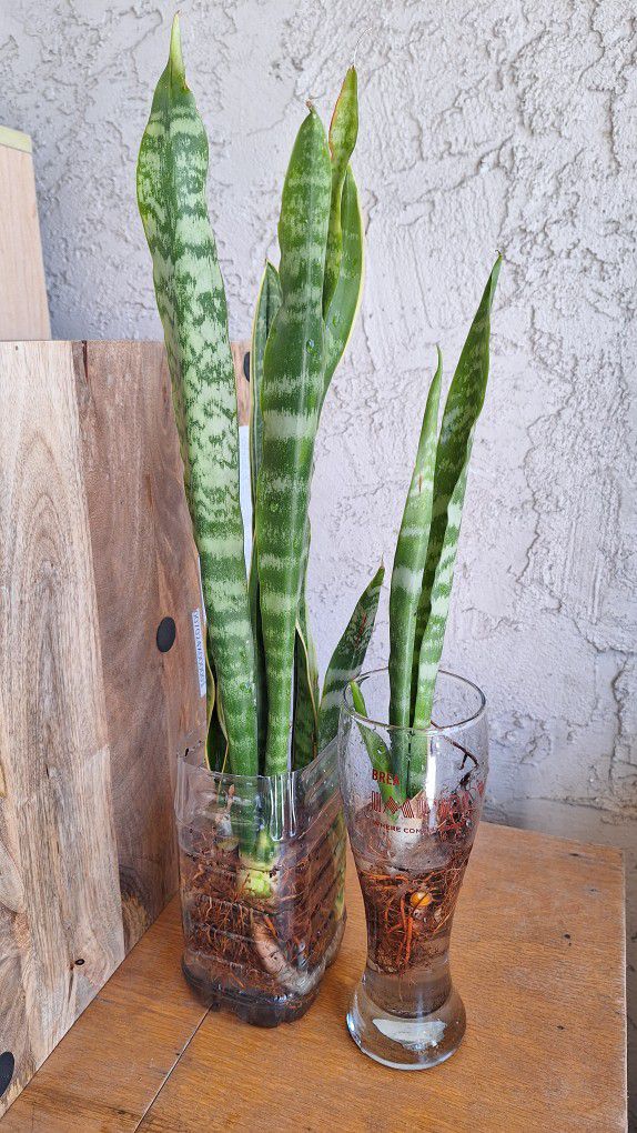 Mother in Law Tongue or Snake Plant 2 container for $2