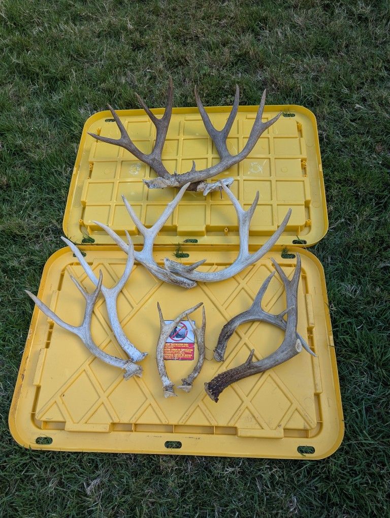 Mixed Lot Of 10 Deer Antlers For Dogs Or Decor