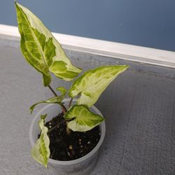 Syngonium Three King plant for sale