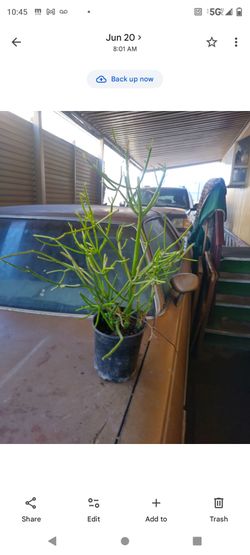 Planta de sol suculenta 1g