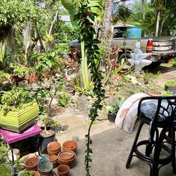 67” Pink Brazilian Bougainvea