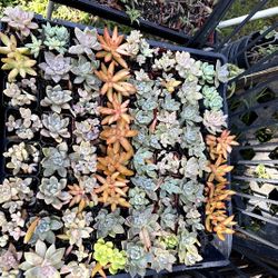 Succulent Plants 2"pot $1 Each 