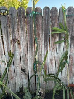 Dragonfruit Plants-mature rooted 2ft to 6ft