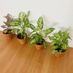 Indoor Plants 20 Each 