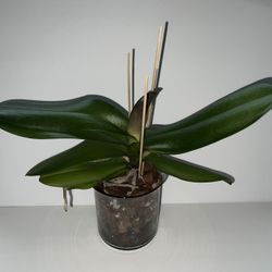 Mature Phalaenopsis Orchid ~6+ Years Old, Healthy & Established 🌸✨