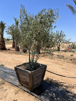 Breathtaking Multi Trunk Fruitless Olive Trees For Sale 36 Inch Box