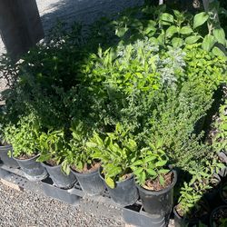 Am Selling Chiles Plants And Tomatoes Plants