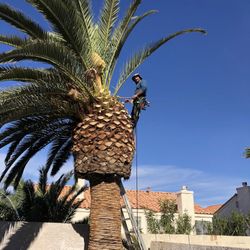 Trimming Palms Trees And Trees From $20