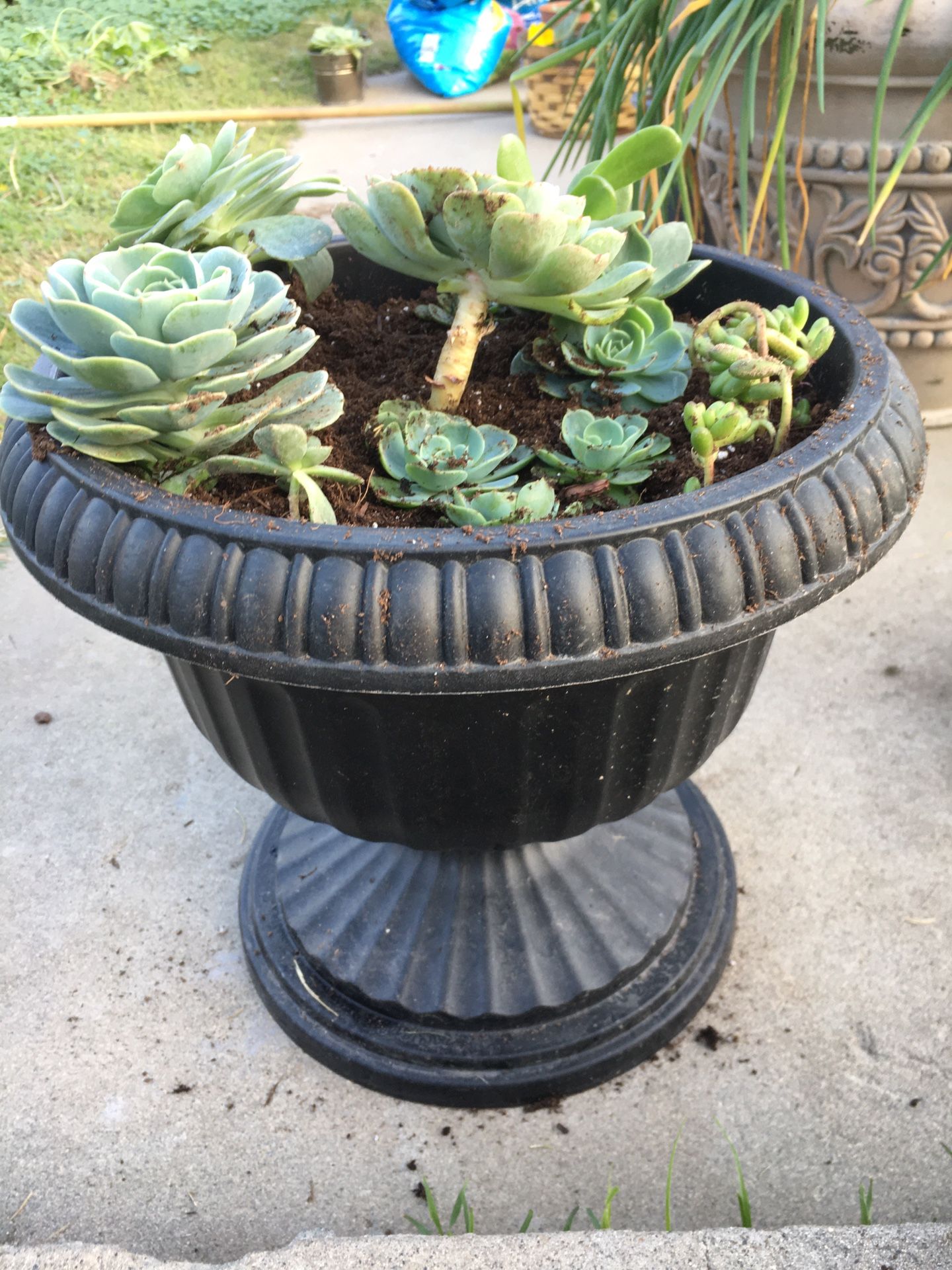 Succulents In Pot