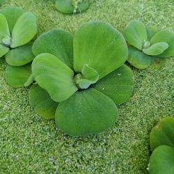 Water Lettuce