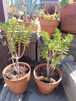 Tetragona Succulent Plant 